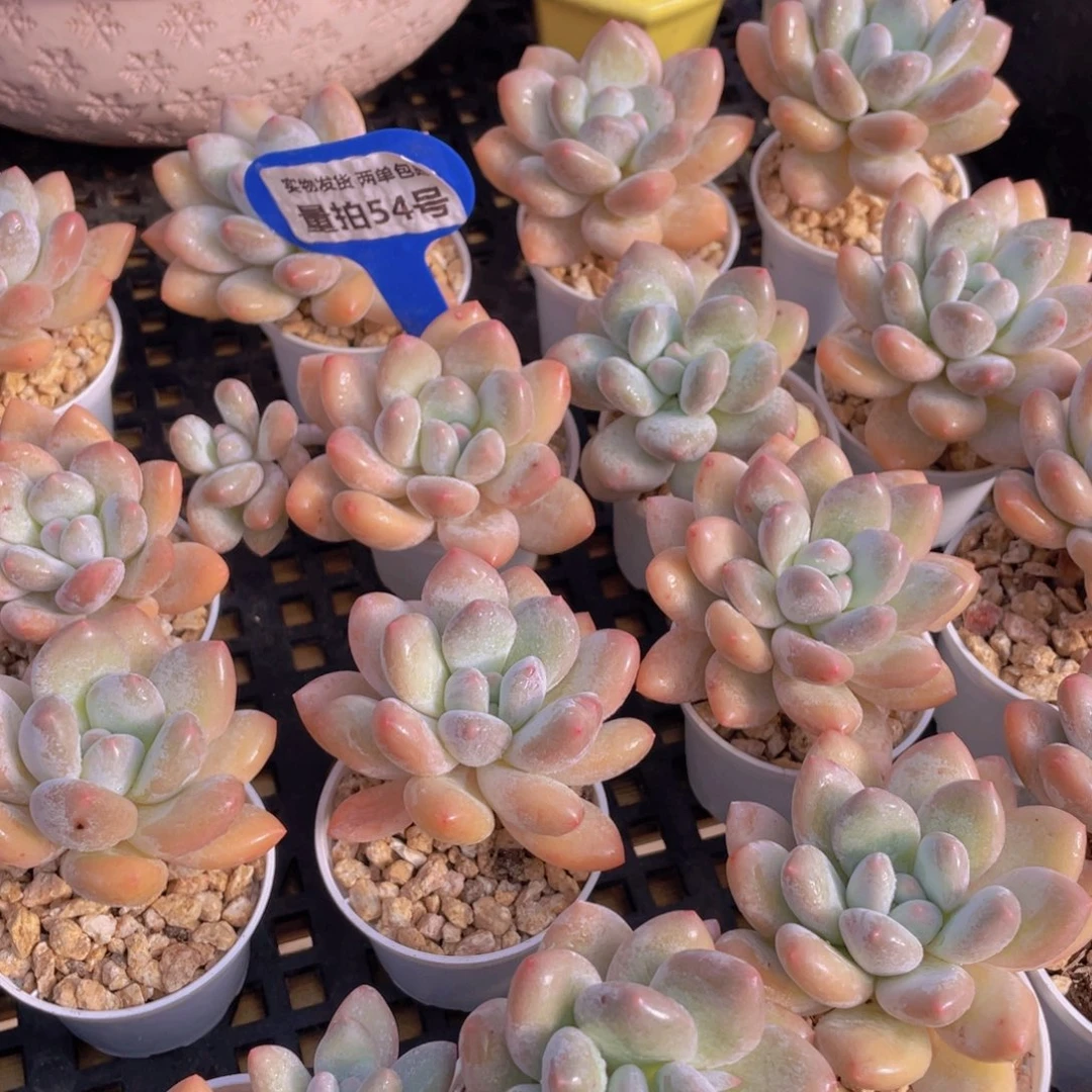 量拍54号 果冻奶油粉香水单头5个