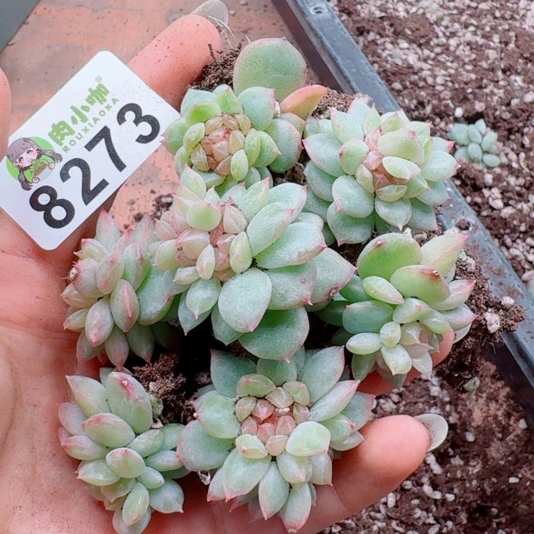 涟***微多肉植物多肉植物