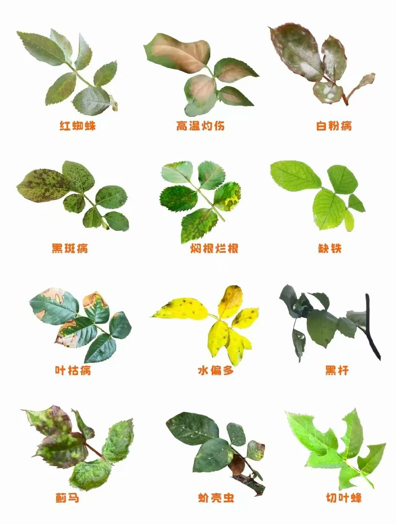 月季预防 白粉 黑斑 红蜘蛛 蓟吗等 一打就好