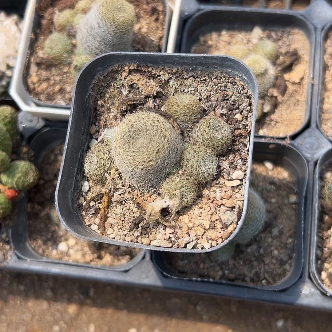 多肉植物多肉植物