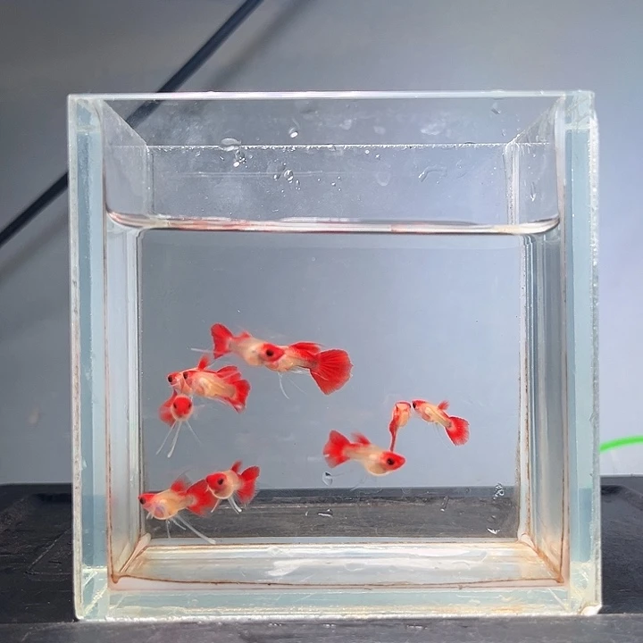 孔雀鱼红头玻璃猫长公10条