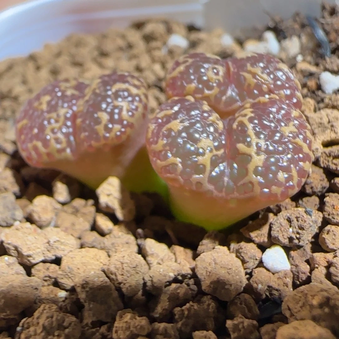 肉锥多肉植物组合-酒红泡泡勋1066