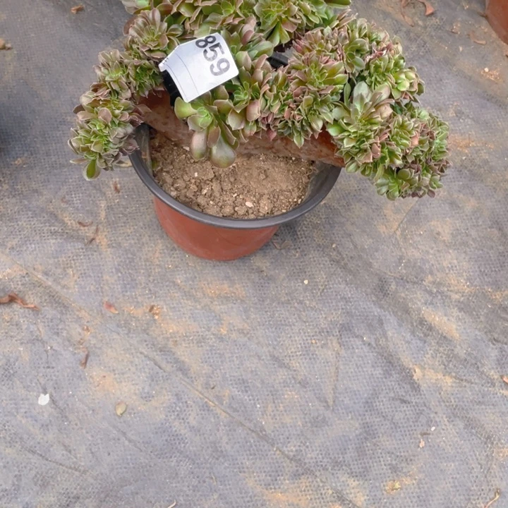 多肉柠檬玫瑰缀化859