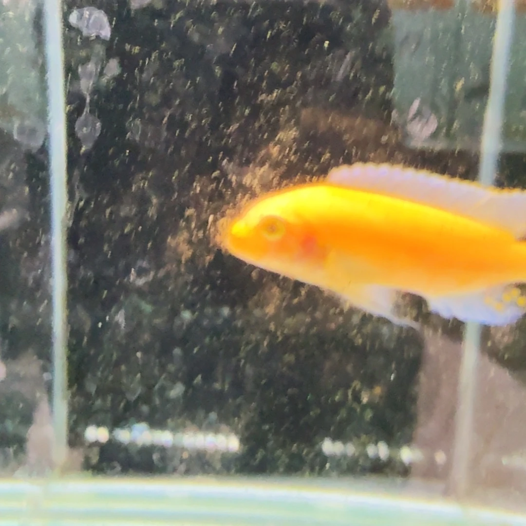 慈鲷1236埃斯特斑马。