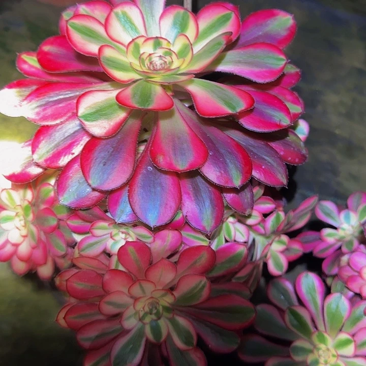 精品香奈儿捧花小颗亏本福利