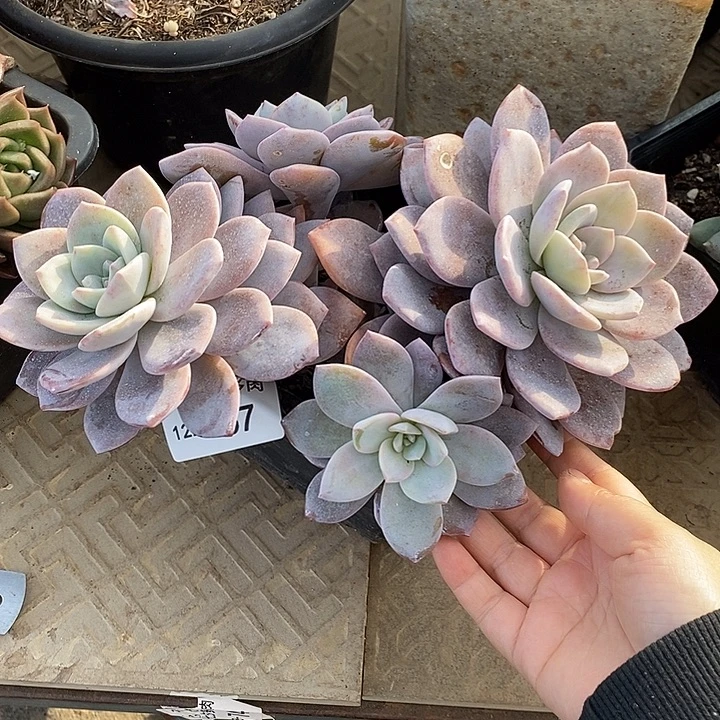 小七夕多肉红茶67