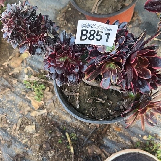 雯***友多肉植物一个