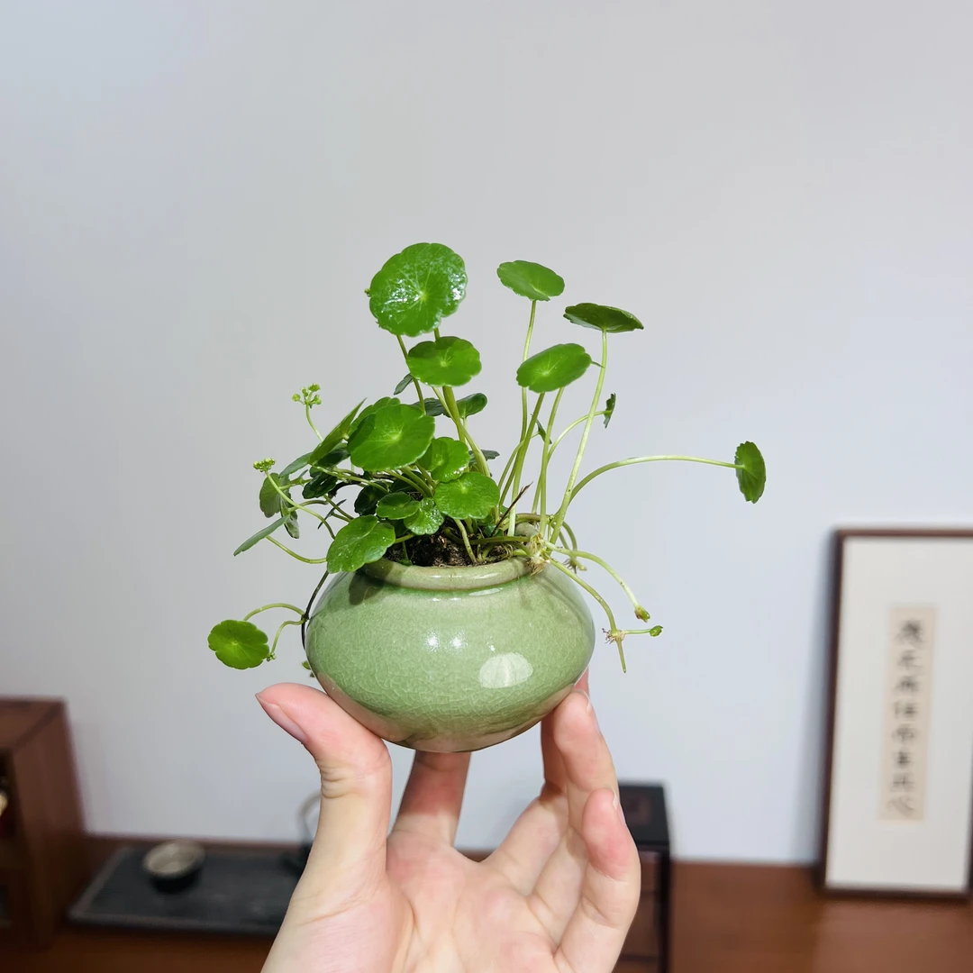 铜钱草室内好养加赠小飞碟花盆