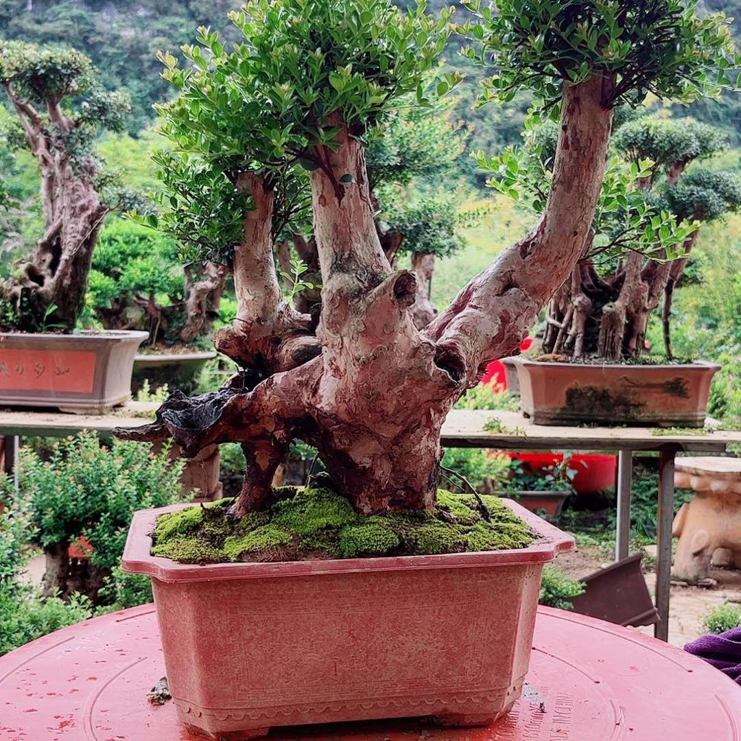 无花朵盆景艺术盆栽植物