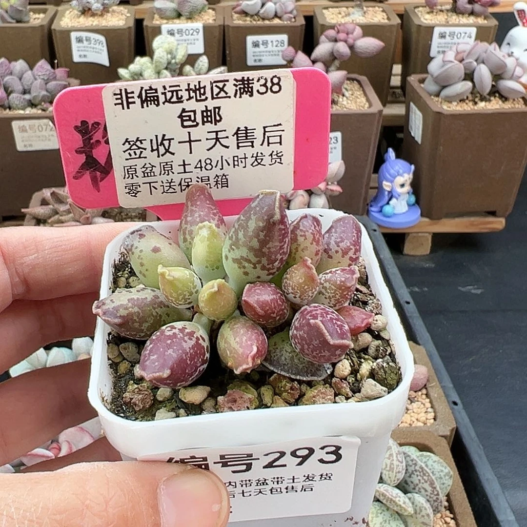 293紫肌海豹多肉