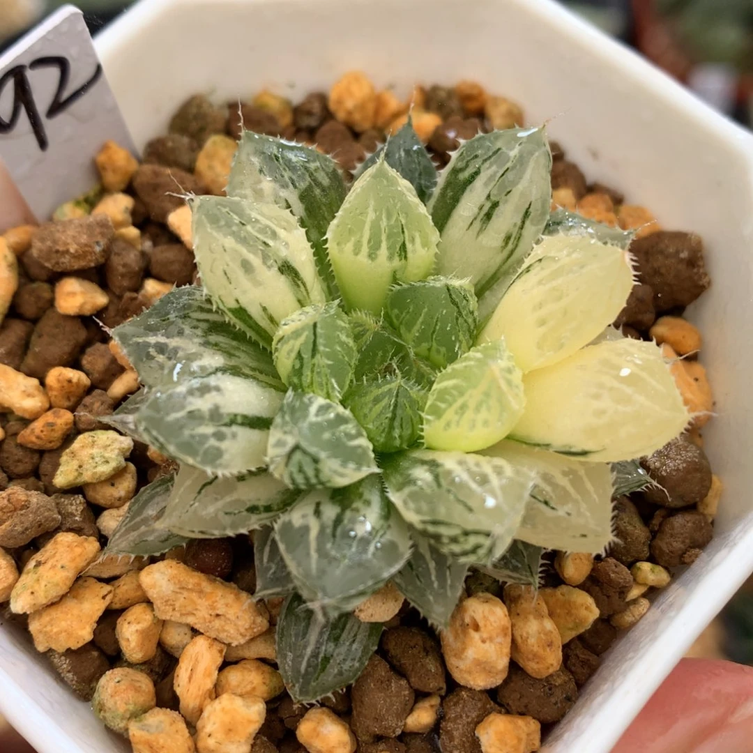 小叶楼兰玉露锦，带盆