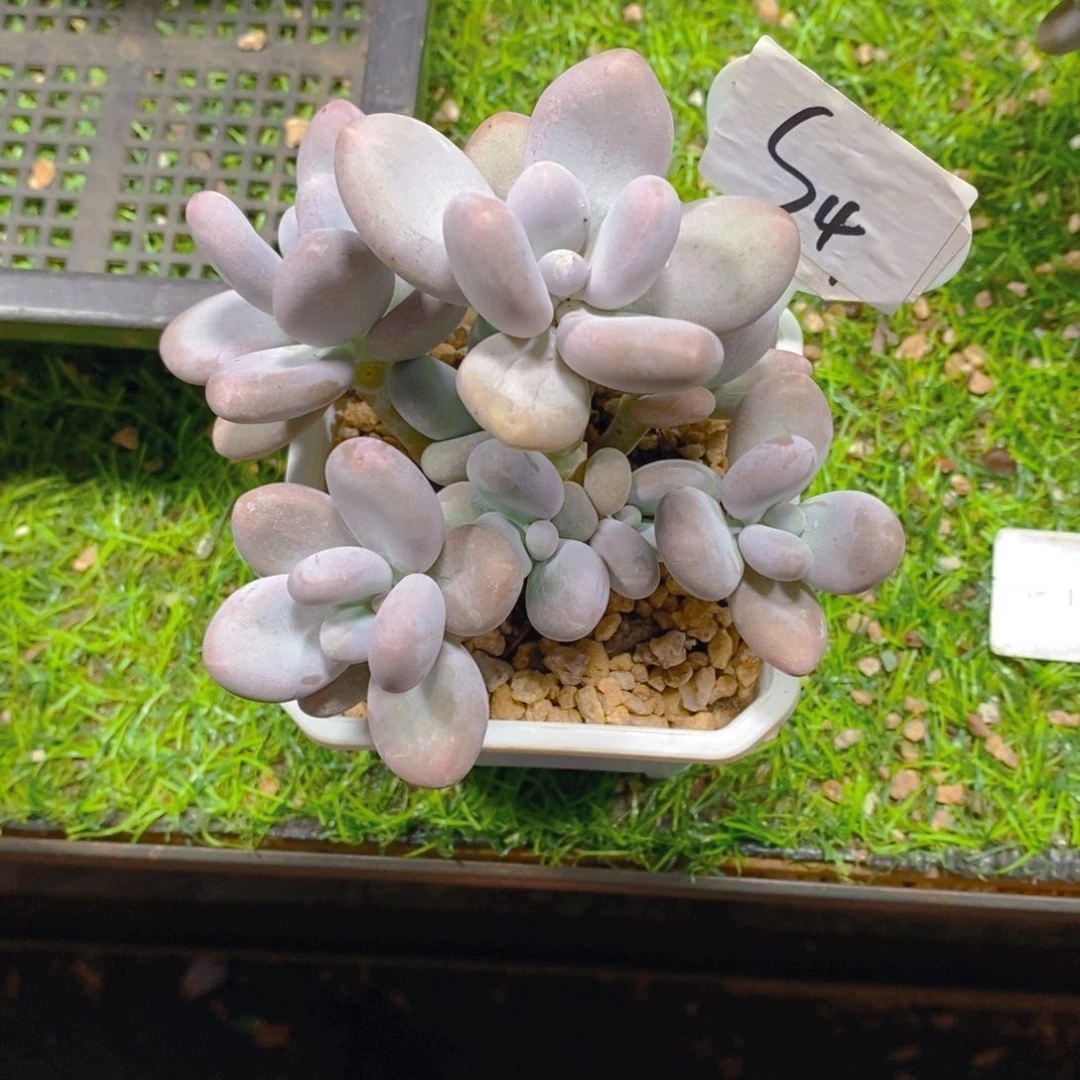 蜜*奶酪群多肉植物