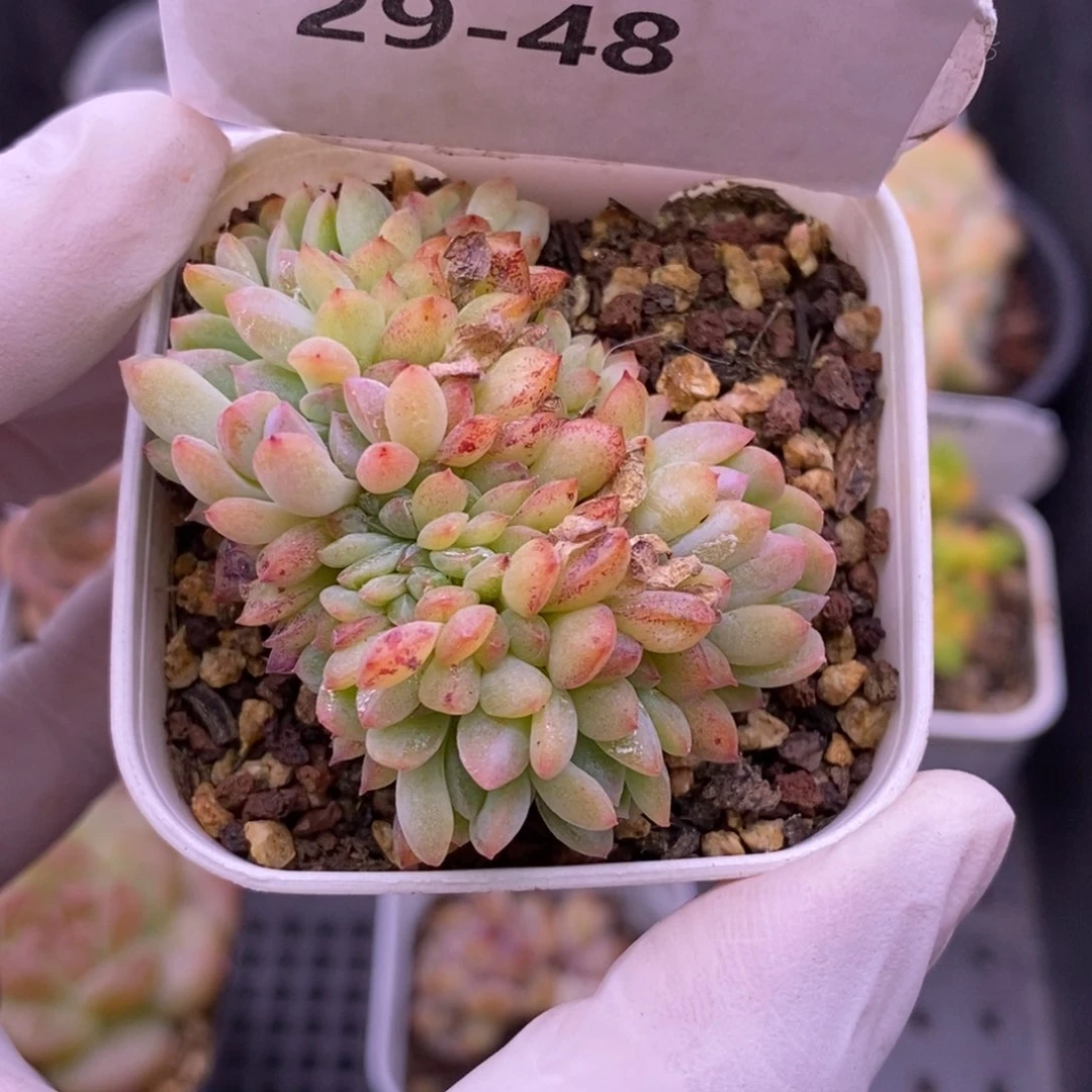 【闪购商品】29-48阿甘缀