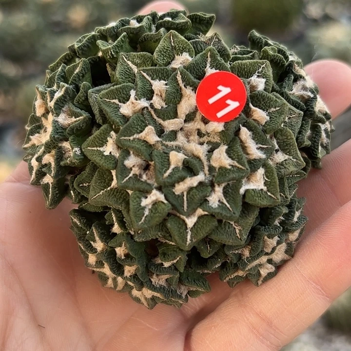 苗接落地仙人球11