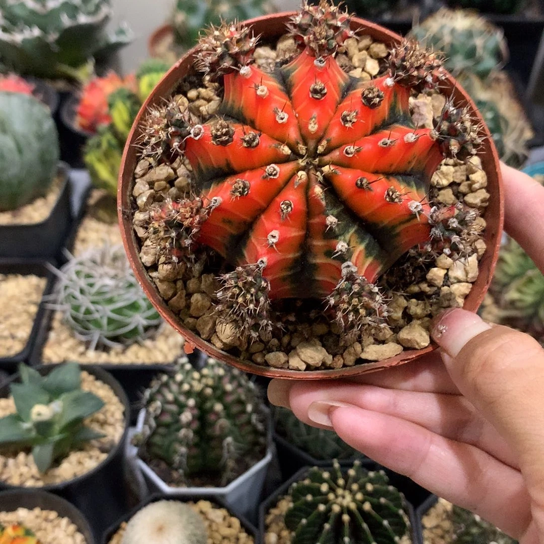 当前无花栽培后可以开花五彩牡丹仙人球
