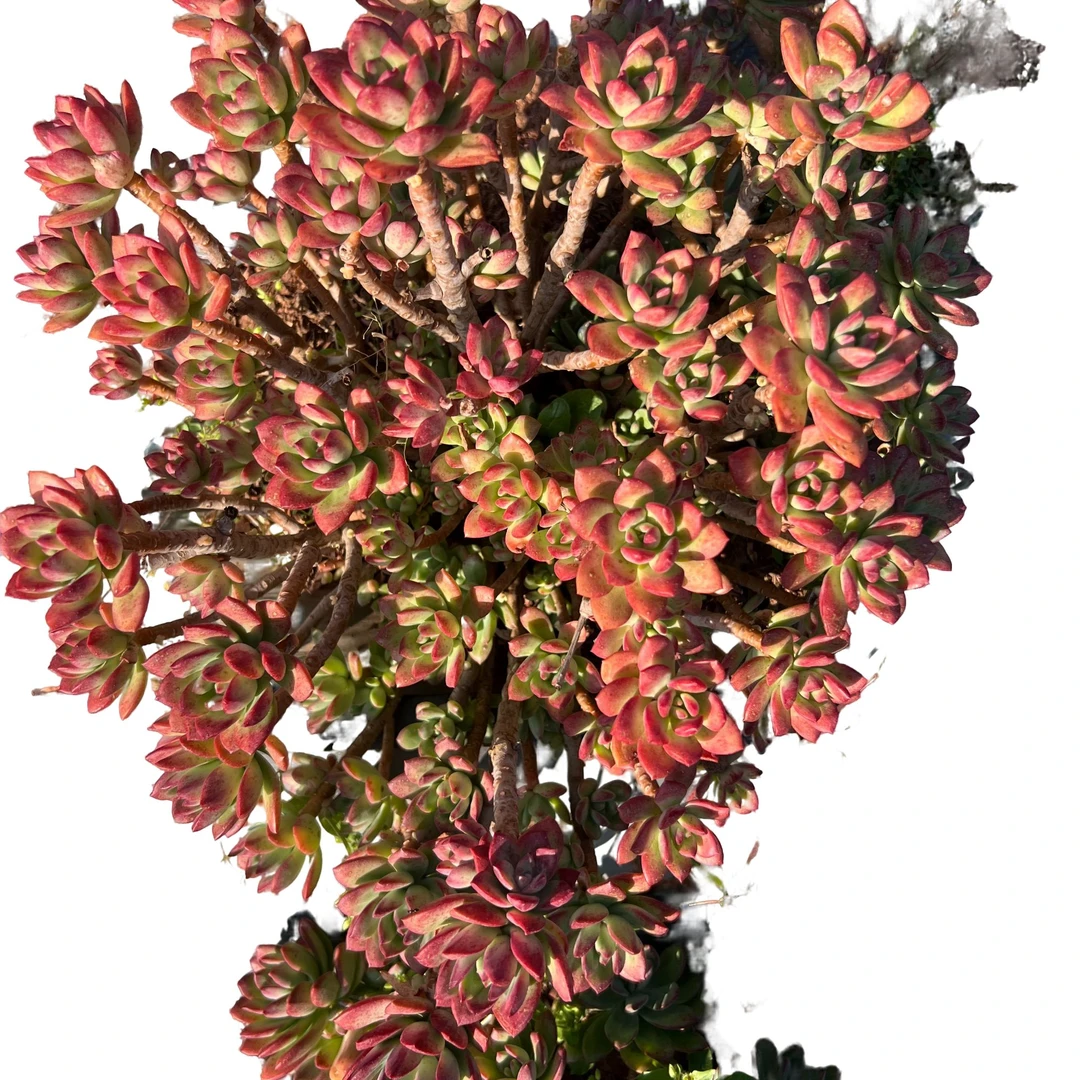 精品多肉地栽红稚莲（两颗）