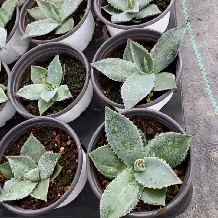 完美主义者勿拍虚空藏