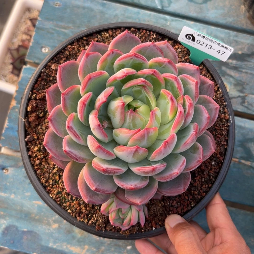 多肉一物一拍0213-47