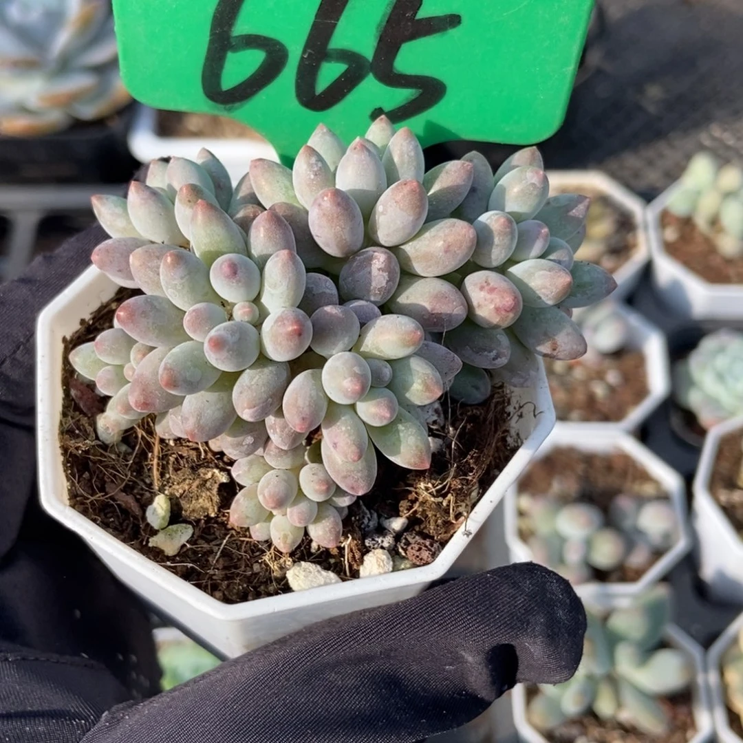 665婴儿手指多肉植物