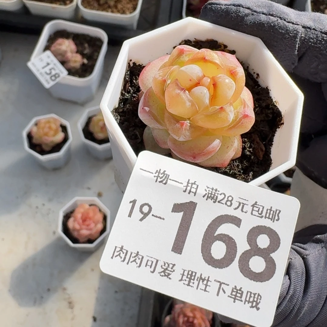 拉***丶恶魔之泪无盆土发货