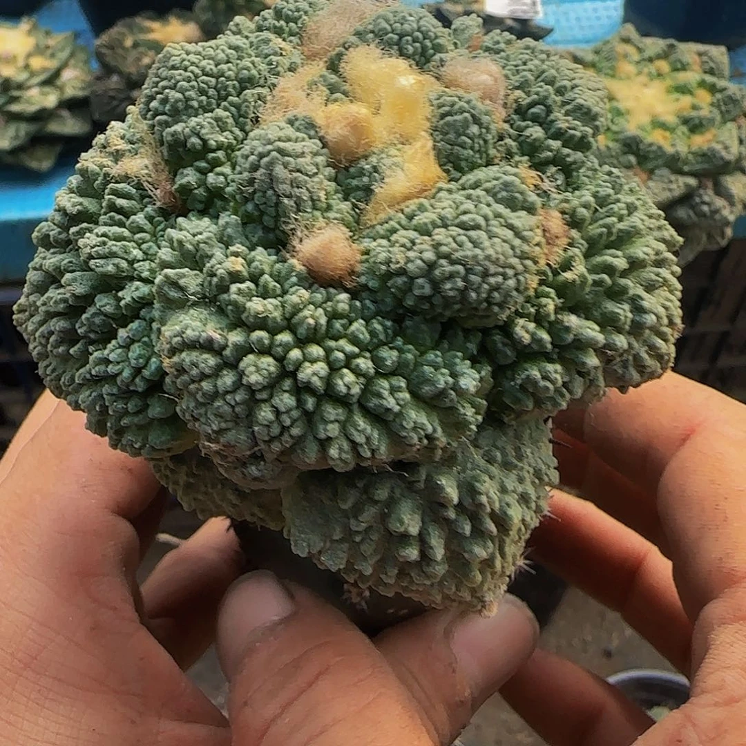 大尤哥斯拉687仙人球开花