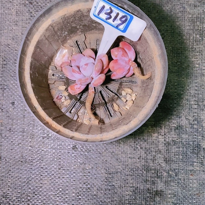 【闪购商品】烟****司1319