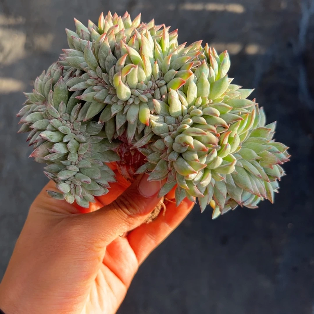 水***月新年快乐 新年快乐