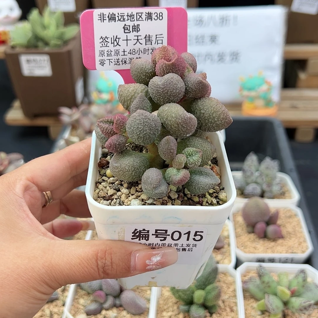 无****曼015水蜜桃多肉植物