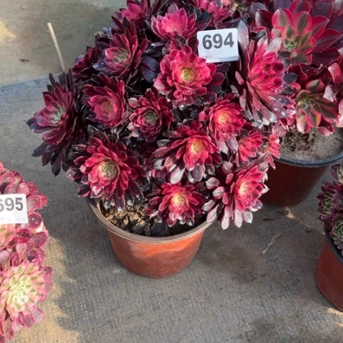 老*694黑天鹅朵朵多肉