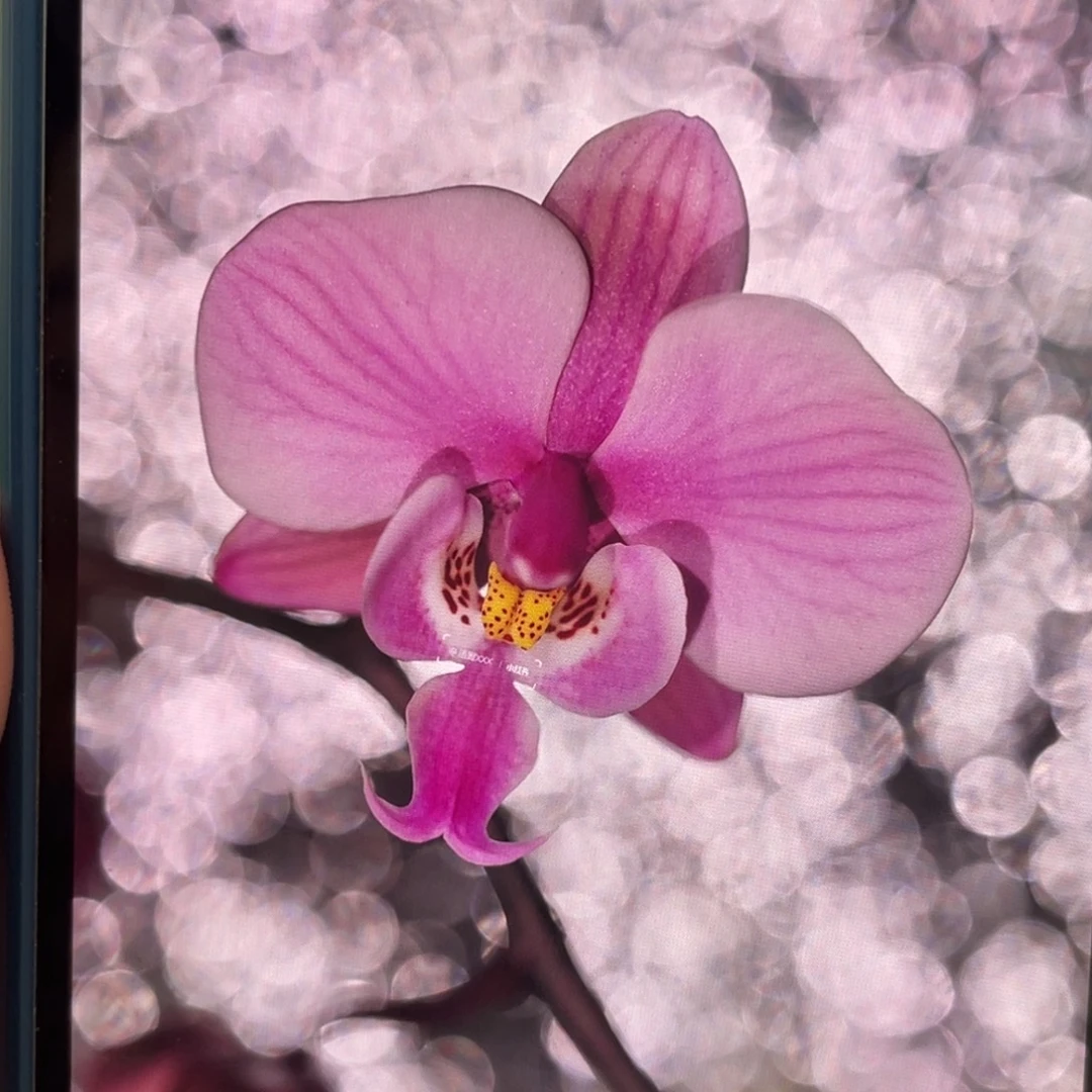 当前无花栽培后可以开花M606西，分生，1.7升2.5杯苗1棵