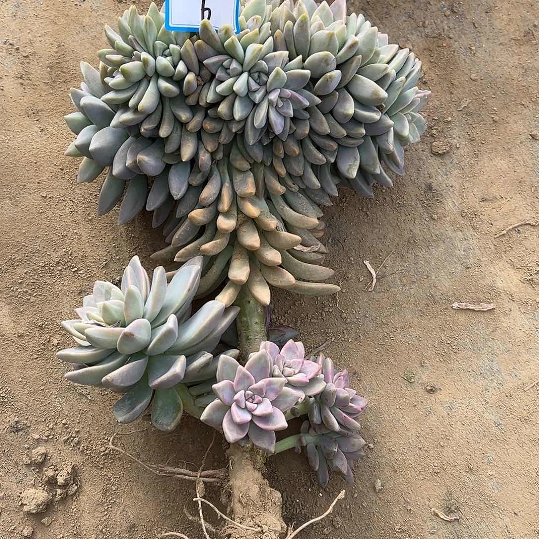 那***开6号淡雪缀化一物一拍