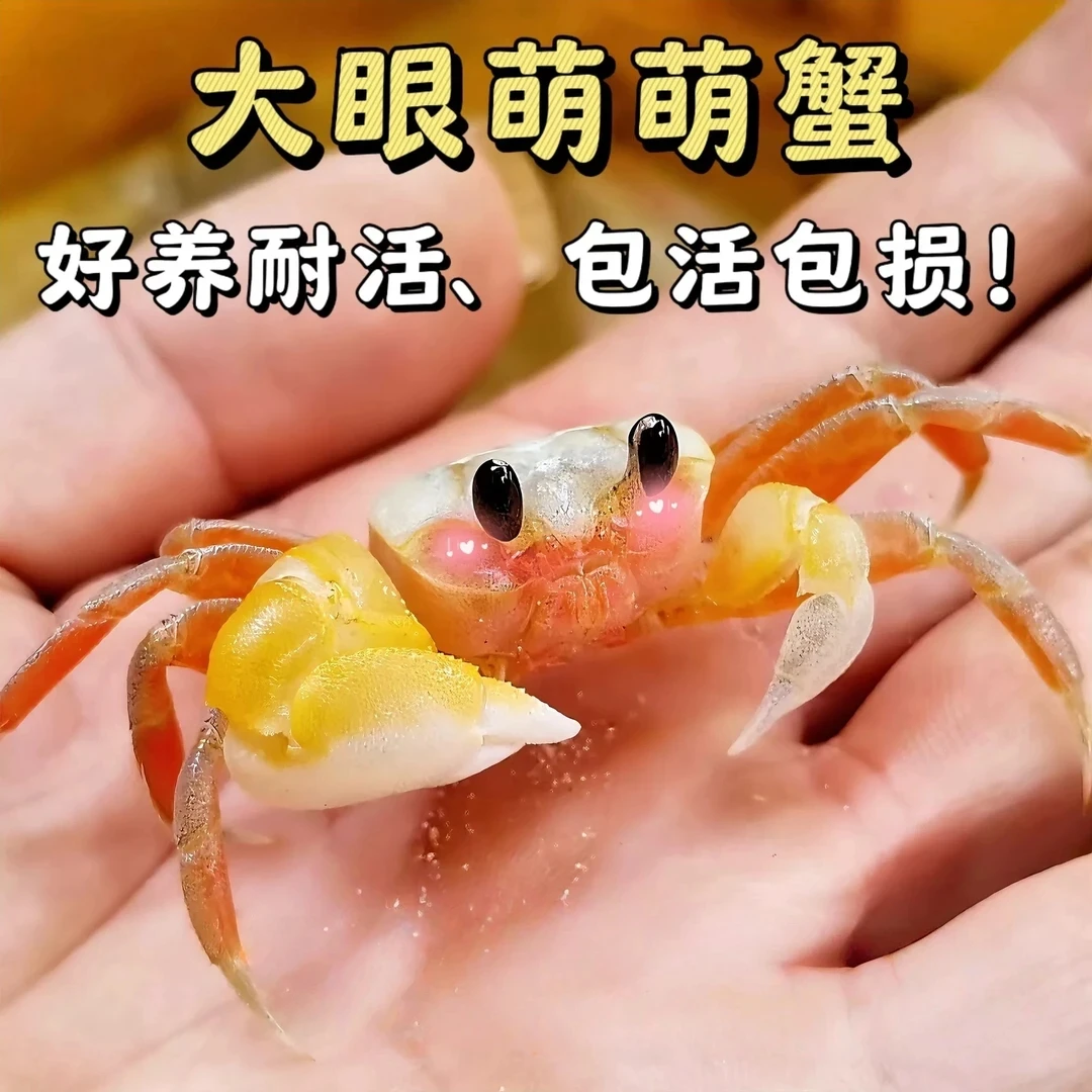 大眼萌沙蟹可爱桌面饲养宠物寄居蟹中华沙蟹