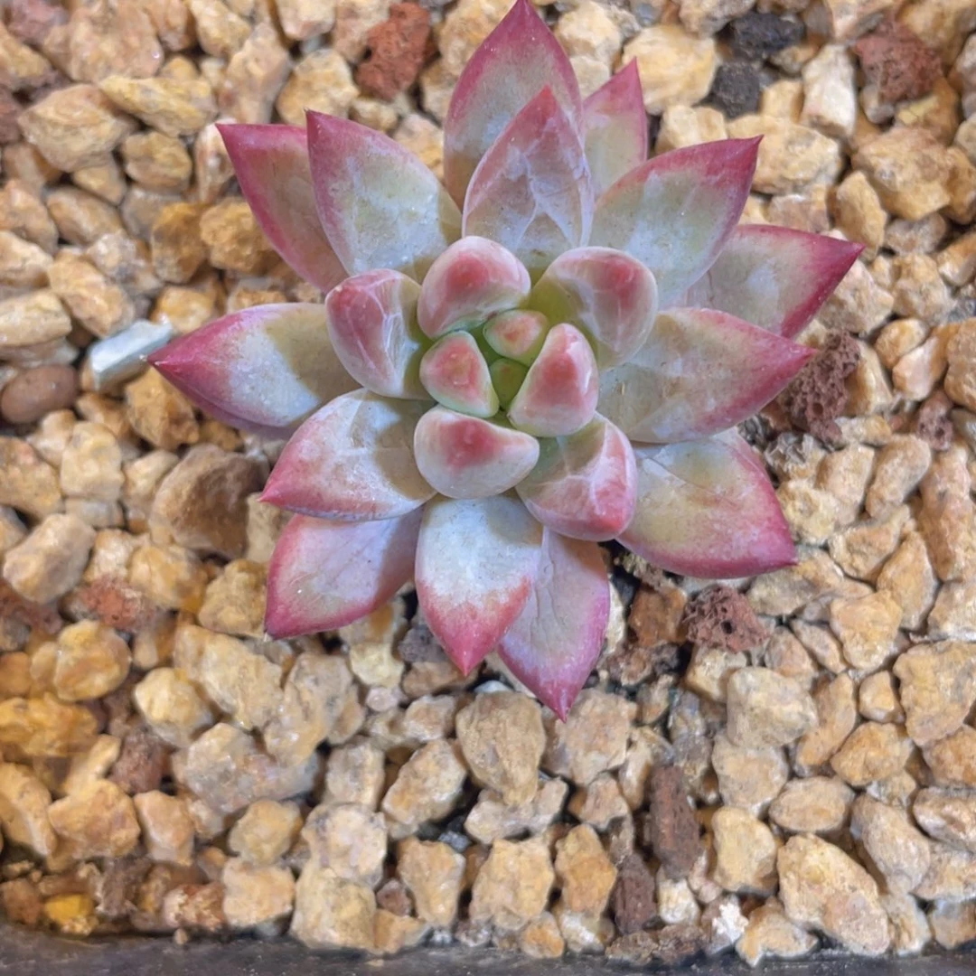 正版虞美人超紫体