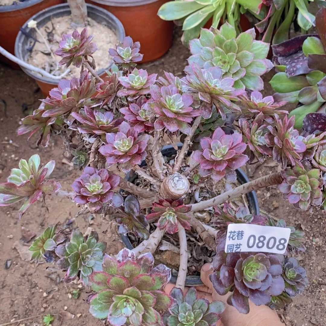 808 号一物一拍多肉植物