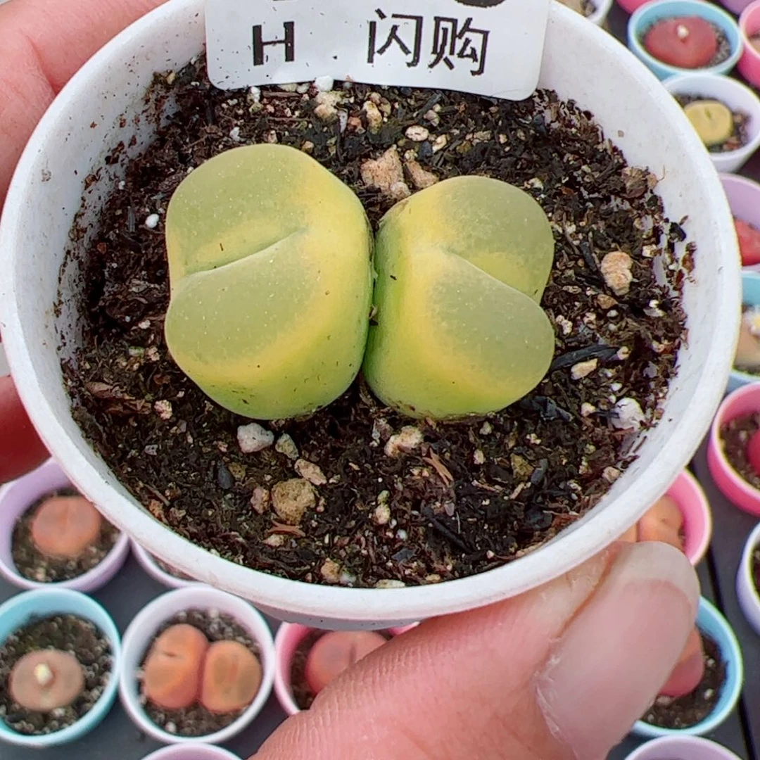 无花朵?****?我很喜欢这个H686