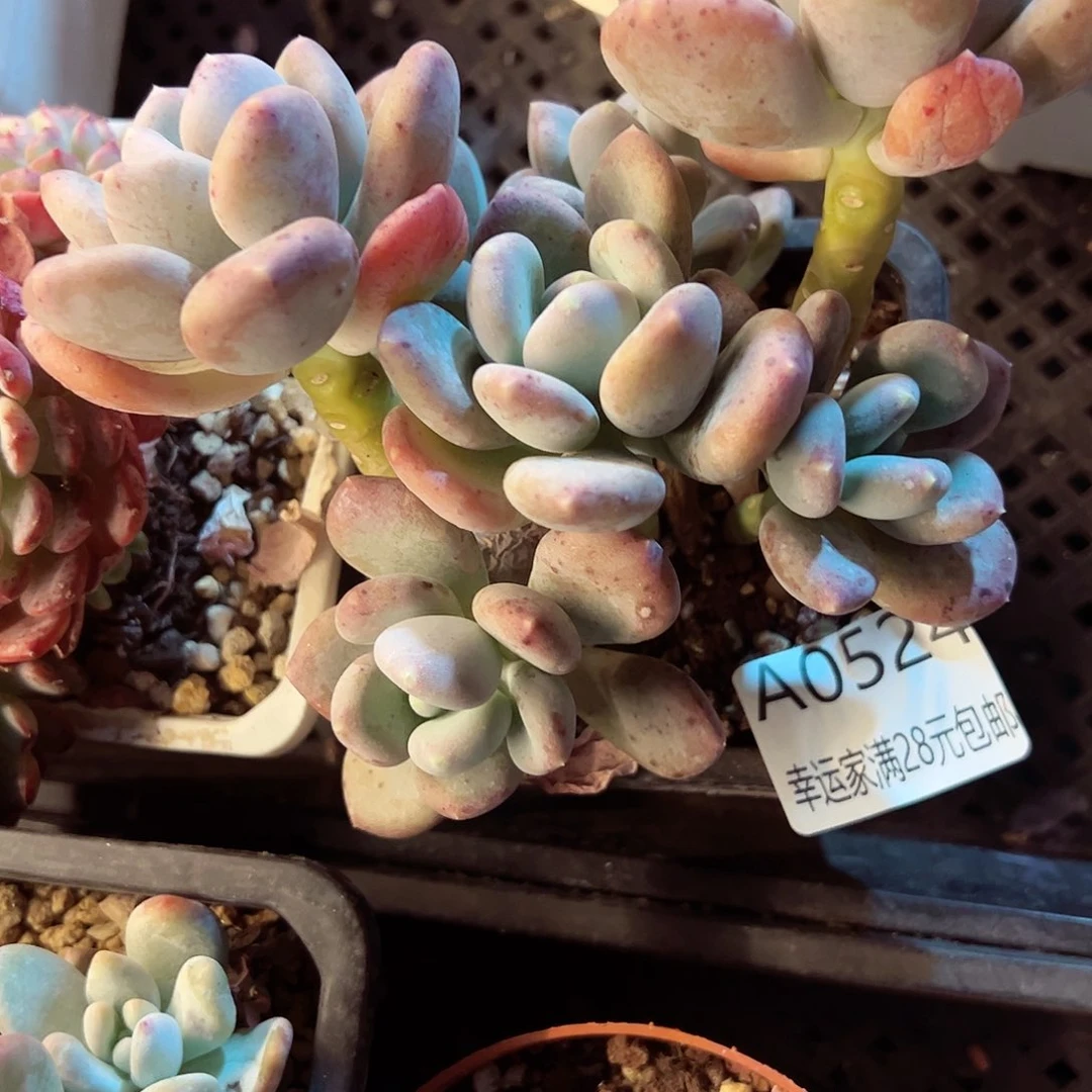 幸运的是我的朋友