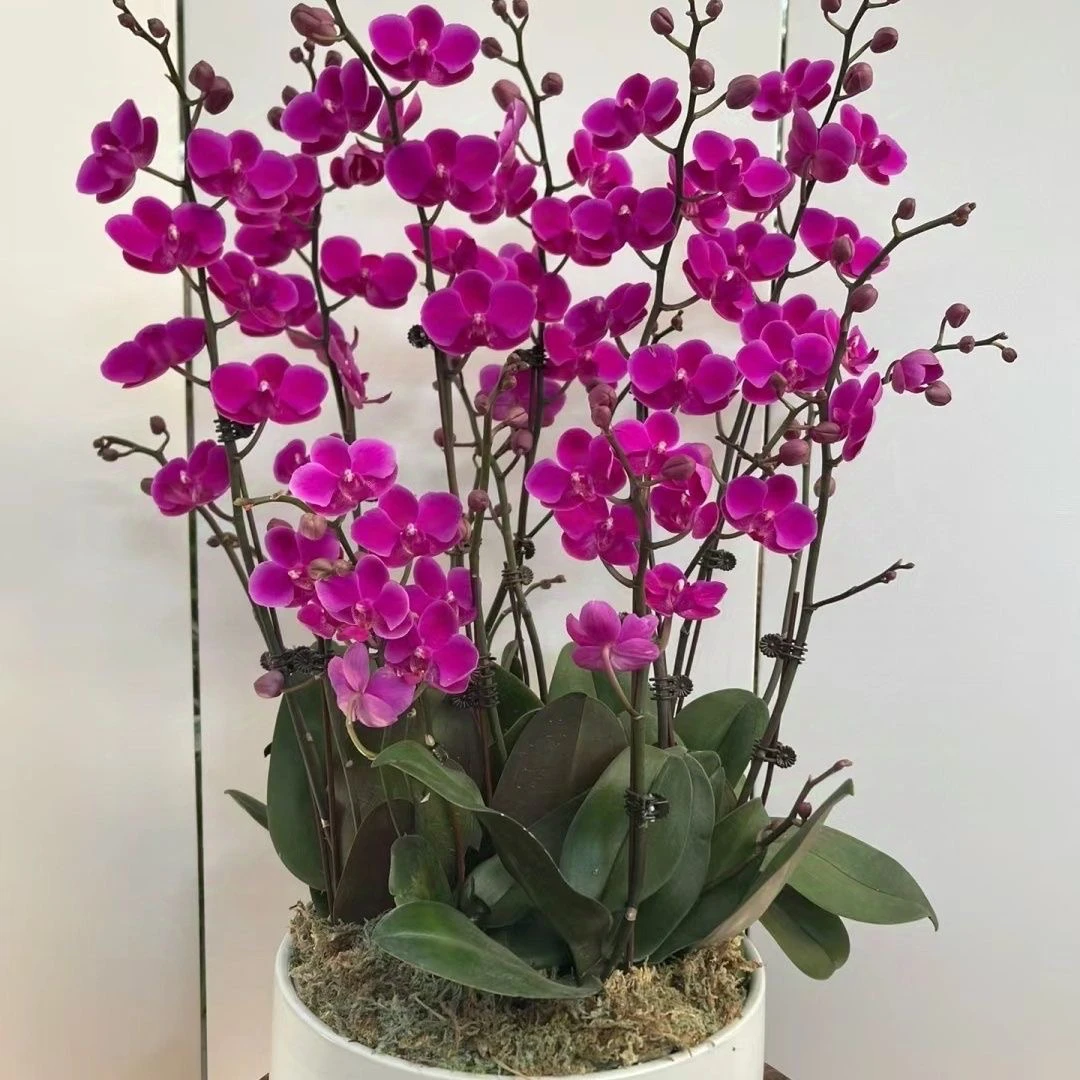 带叶片微瑕花带苞【满天红】3.5寸加高杯蝴蝶兰，新手小白必拍