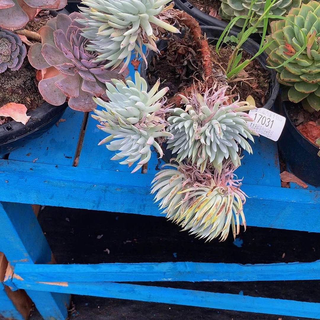 银***河         雪山17031