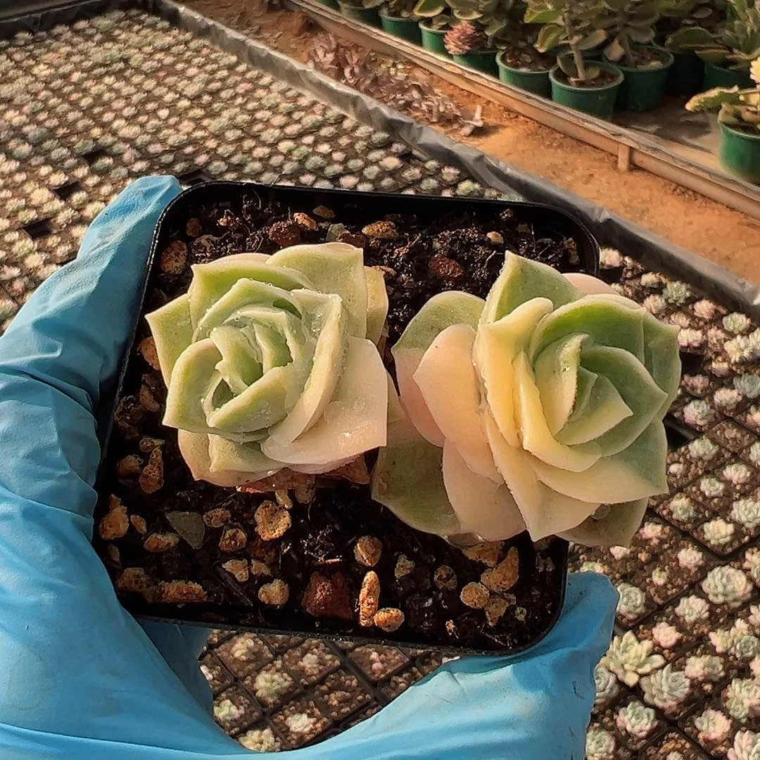 可爱玫瑰锦，双头带锦