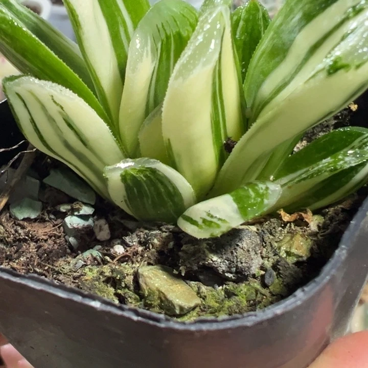 玉扇锦多肉植物多肉植物