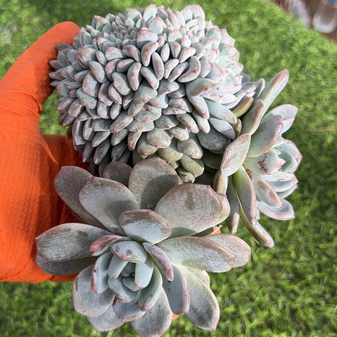 胸花缀化呀呀呀呀呀呀呀呀