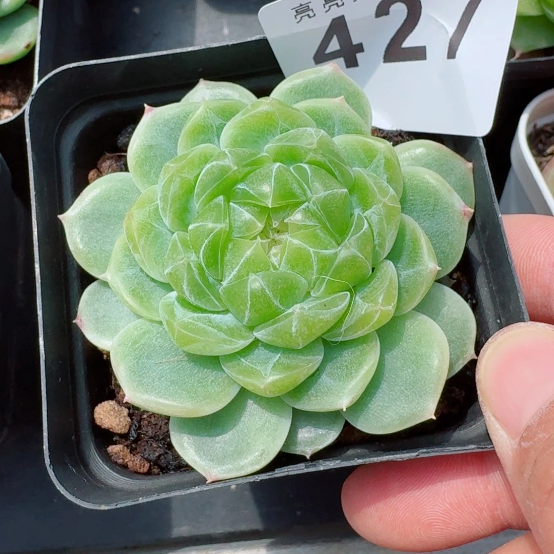 紫***香泼天财富            精美多肉植物