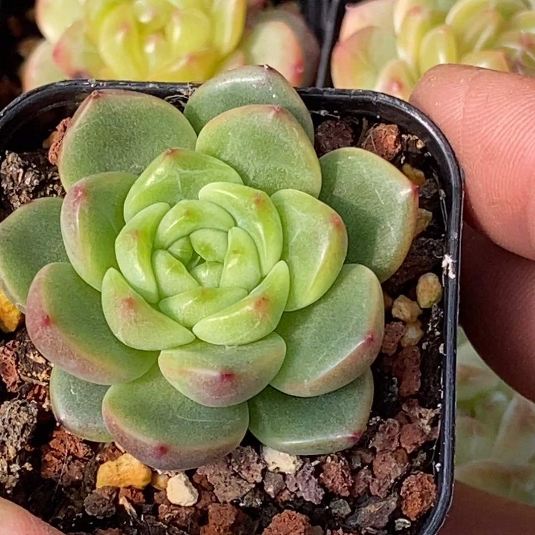 天官赐福百无禁忌