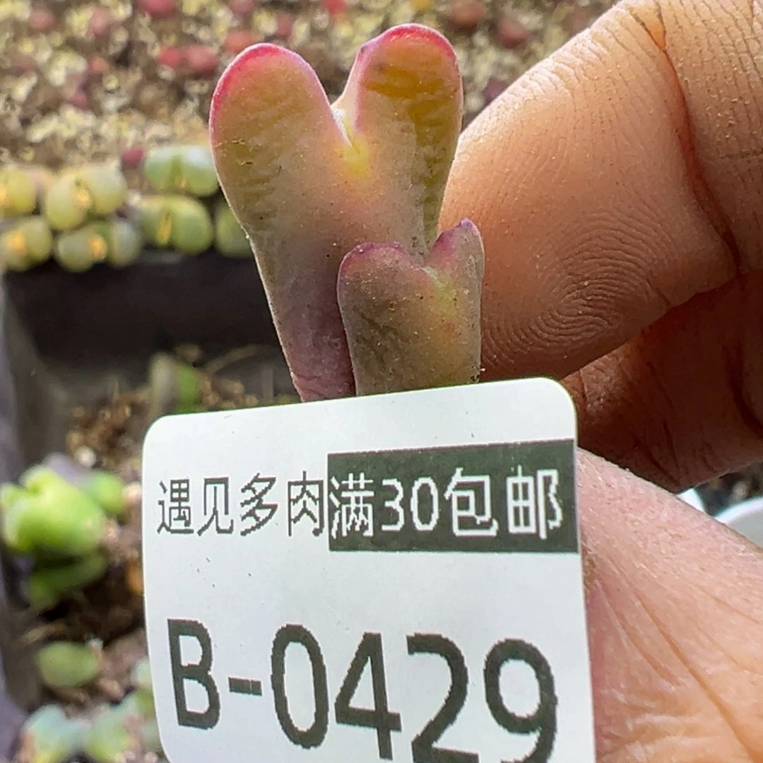 多肉植物1111111111111