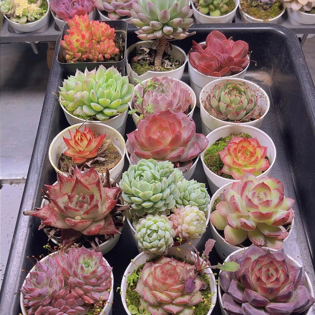 用****1多肉组合15颗