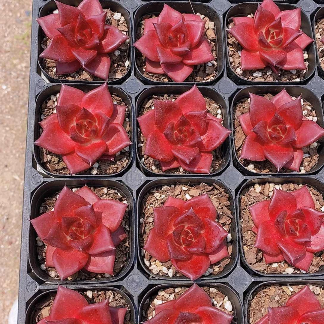 0529- 黑方 罗宾单头一颗 量拍