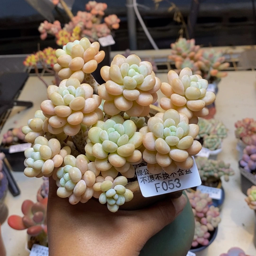 是****w053洛可可多肉10cm