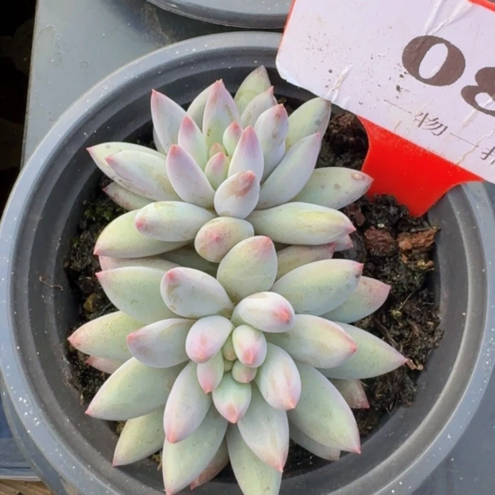白体虞087多肉植物