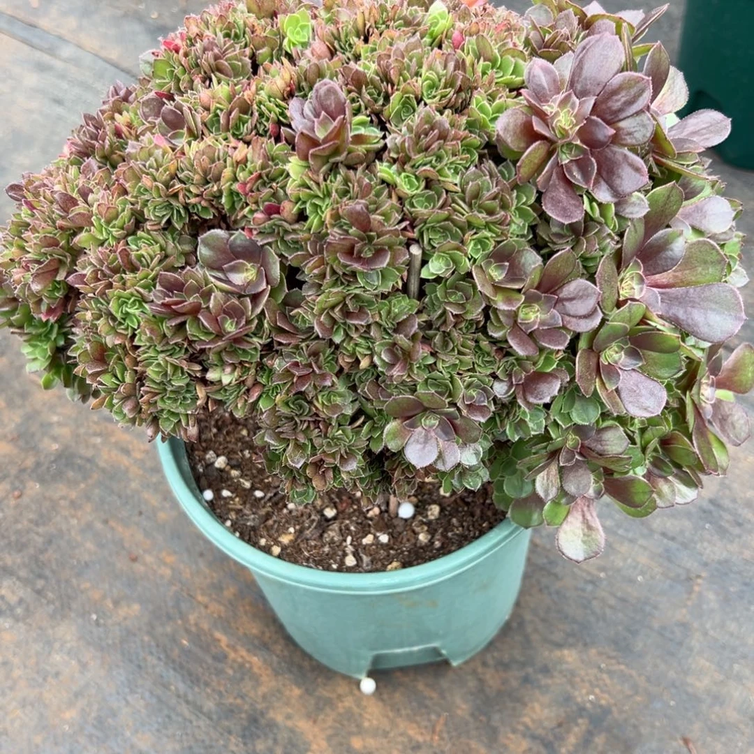 整版万圣节朵朵缀