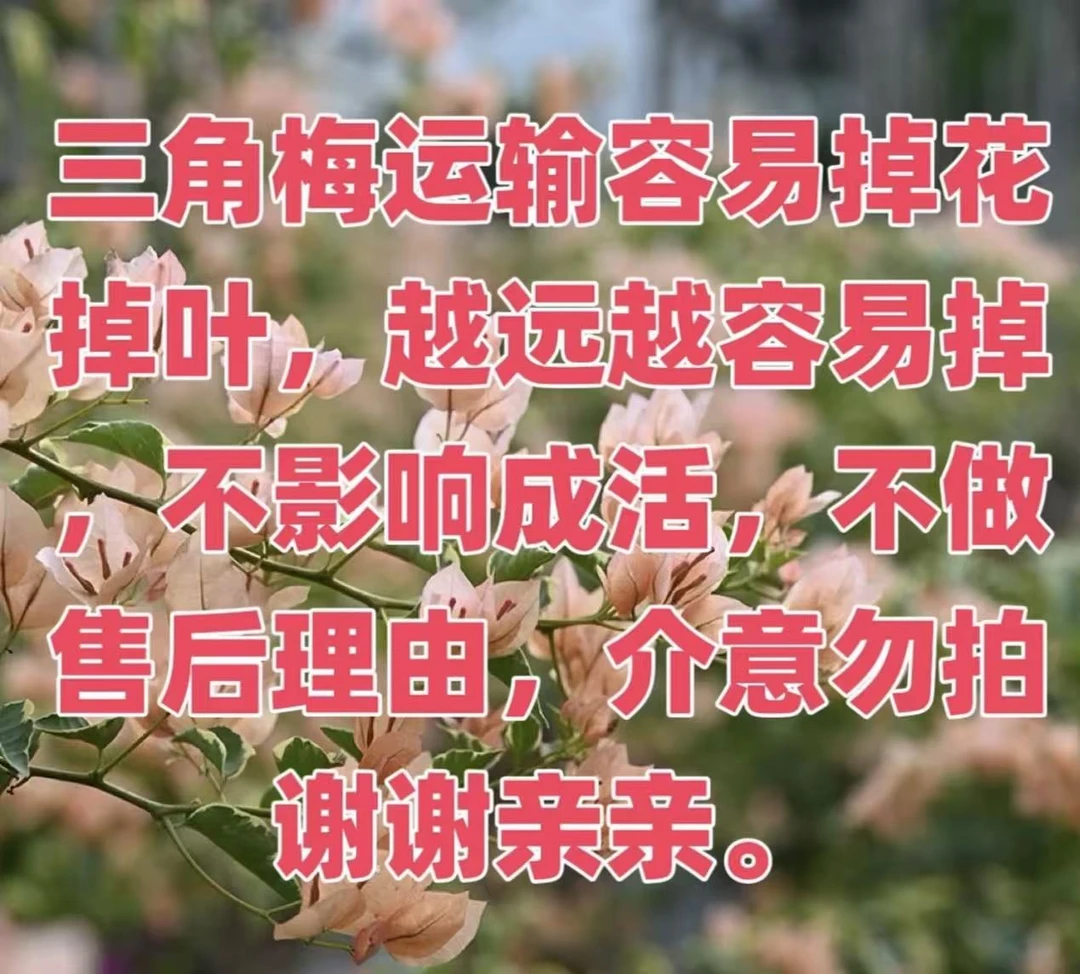 白雪公主   勤花三角梅运输途中会掉花掉叶不售后介意勿拍